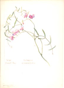 Wild Sweet Pea, Lathyrus graminifolius MET DP808323