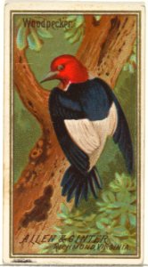 Woodpecker, from the Birds of America series (N4) for Allen & Ginter Cigarettes Brands MET DP828725