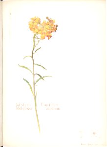 Western Wall-flower, Erysimum asperum MET DP808533