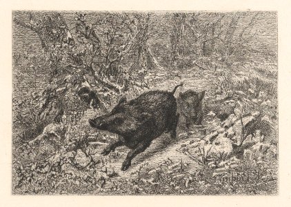 Wild Boar MET DP874281