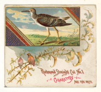 Yellow Shank Tatler, from the Game Birds series (N40) for Allen & Ginter Cigarettes MET DP839190
