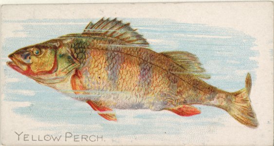 Yellow Perch, from the Fish from American Waters series (N8) for Allen & Ginter Cigarettes Brands MET DP830736