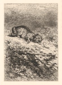 Wild Cat MET DP874276