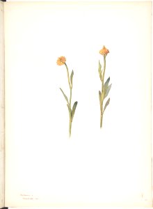 Yellow Flowers with Small Heads MET DP808549