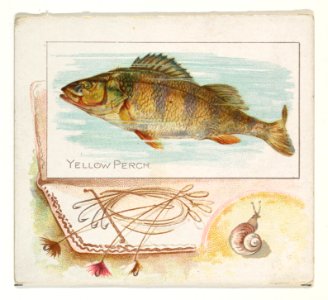 Yellow Perch, from Fish from American Waters series (N39) for Allen & Ginter Cigarettes MET DP839129