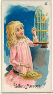 Yellow Muscat, from the Fruits series (N12) for Allen & Ginter Cigarettes Brands MET DP834652