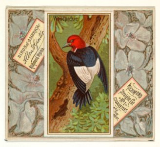 Woodpecker, from the Birds of America series (N37) for Allen & Ginter Cigarettes MET DP839005