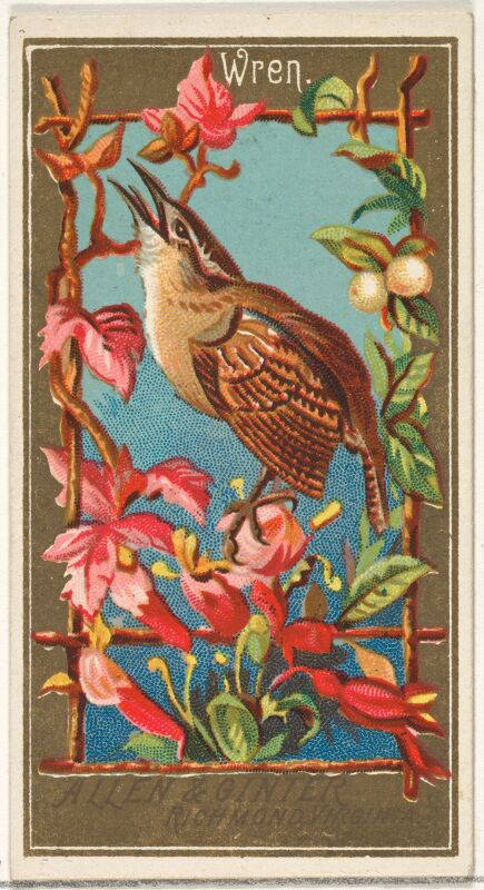 Wren, from the Birds of America series (N4) for Allen & Ginter Cigarettes Brands MET DP828728