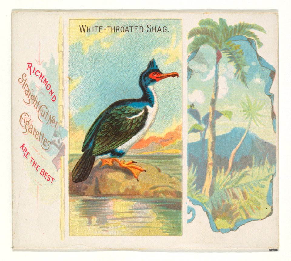 White-Throated Shag, from Birds of the Tropics series (N38) for Allen & Ginter Cigarettes MET DP839058