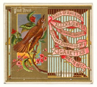 Wood Thrush, from the Birds of America series (N37) for Allen & Ginter Cigarettes MET DP839006