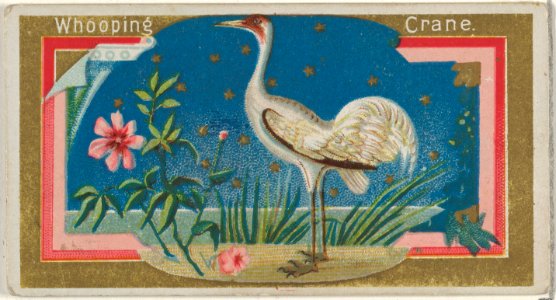 Whopping Crane, from the Game Birds series (N13) for Allen & Ginter Cigarettes Brands MET DP834705