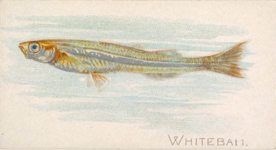 Whitebait, from the Fish from American Waters series (N8) for Allen & Ginter Cigarettes Brands MET DP830735