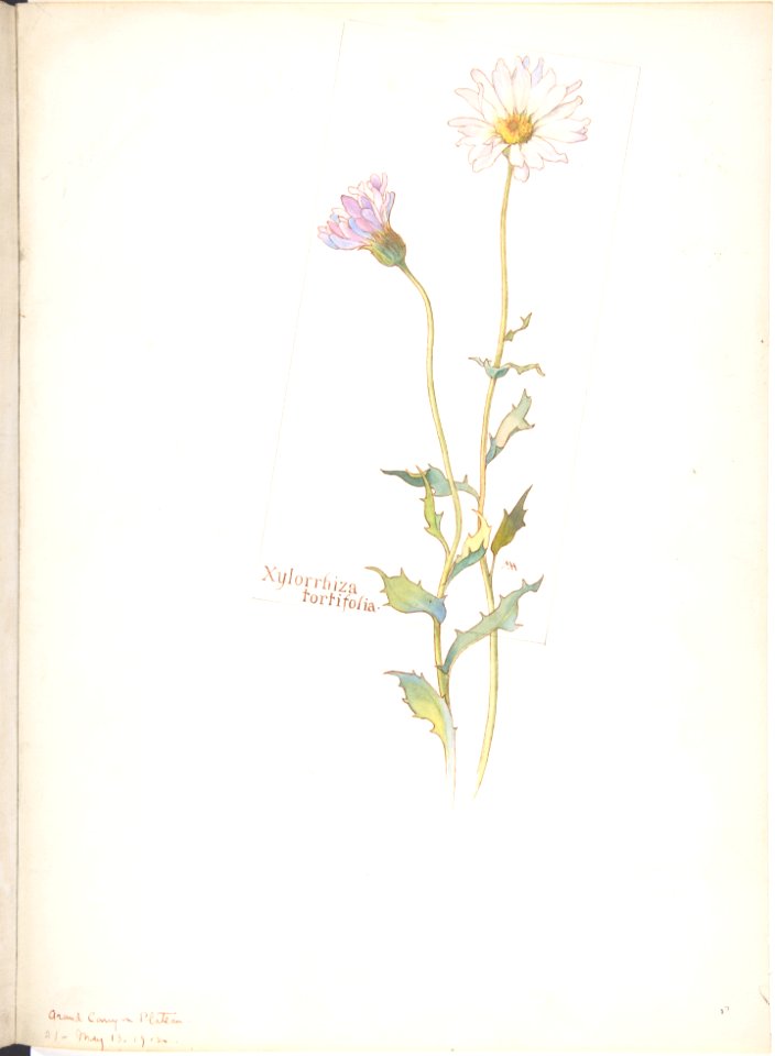 Xylorrhiza Tortifolia MET DP808518