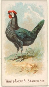 White-Faced Black Spanish Hen, from the Prize and Game Chickens series (N20) for Allen & Ginter Cigarettes MET DP835091