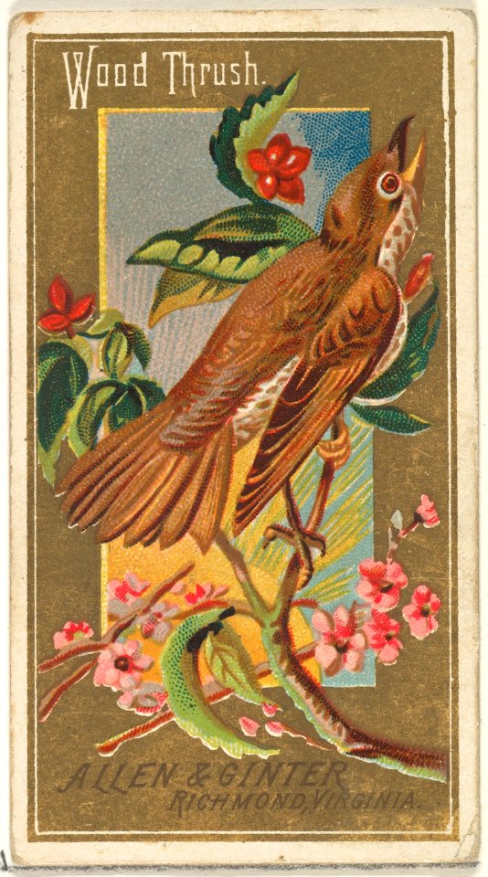 Wood Thrush, from the Birds of America series (N4) for Allen & Ginter Cigarettes Brands MET DP828732
