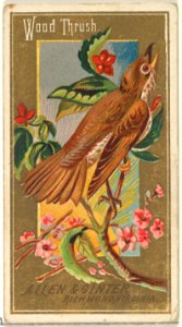 Wood Thrush, from the Birds of America series (N4) for Allen & Ginter Cigarettes Brands MET DP828732