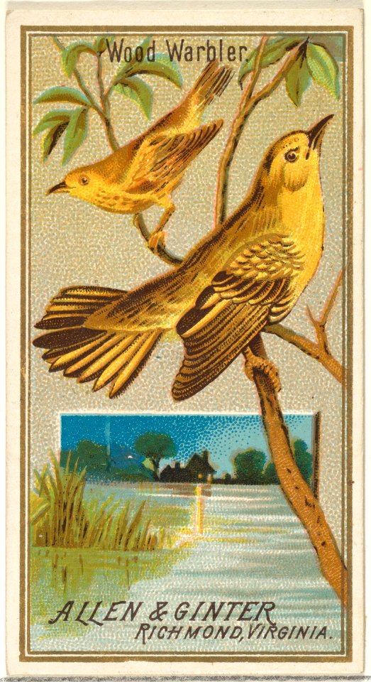 Wood Warbler, from the Birds of America series (N4) for Allen & Ginter Cigarettes Brands MET DP828718