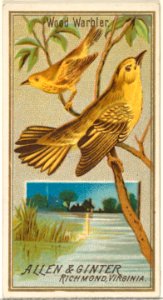 Wood Warbler, from the Birds of America series (N4) for Allen & Ginter Cigarettes Brands MET DP828718