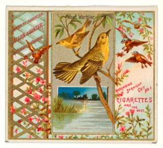 Wood Warbler, from the Birds of America series (N37) for Allen & Ginter Cigarettes MET DP839007