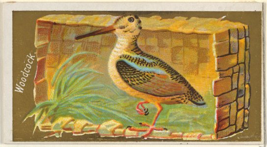 Woodcock, from the Game Birds series (N13) for Allen & Ginter Cigarettes Brands MET DP834707