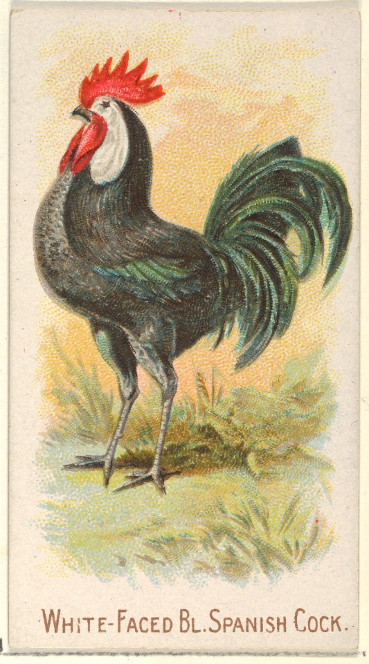 White-Faced Black Spanish Cock, from the Prize and Game Chickens series (N20) for Allen & Ginter Cigarettes MET DP835090
