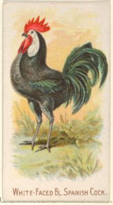 White-Faced Black Spanish Cock, from the Prize and Game Chickens series (N20) for Allen & Ginter Cigarettes MET DP835090