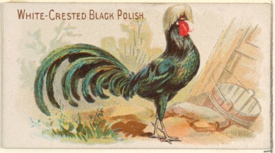 White-Crested Black Polish, from the Prize and Game Chickens series (N20) for Allen & Ginter Cigarettes MET DP835096