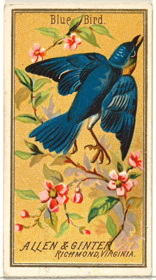 Blue Bird, from the Birds of America series (N4) for Allen & Ginter Cigarettes Brands MET DP828736