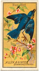 Blue Bird, from the Birds of America series (N4) for Allen & Ginter Cigarettes Brands MET DP828736