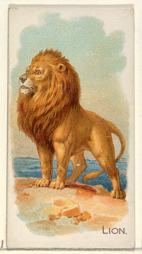 Lion, from the Quadrupeds series (N21) for Allen & Ginter Cigarettes MET DP835125