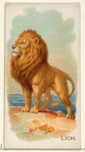 Lion, from the Quadrupeds series (N21) for Allen & Ginter Cigarettes MET DP835125