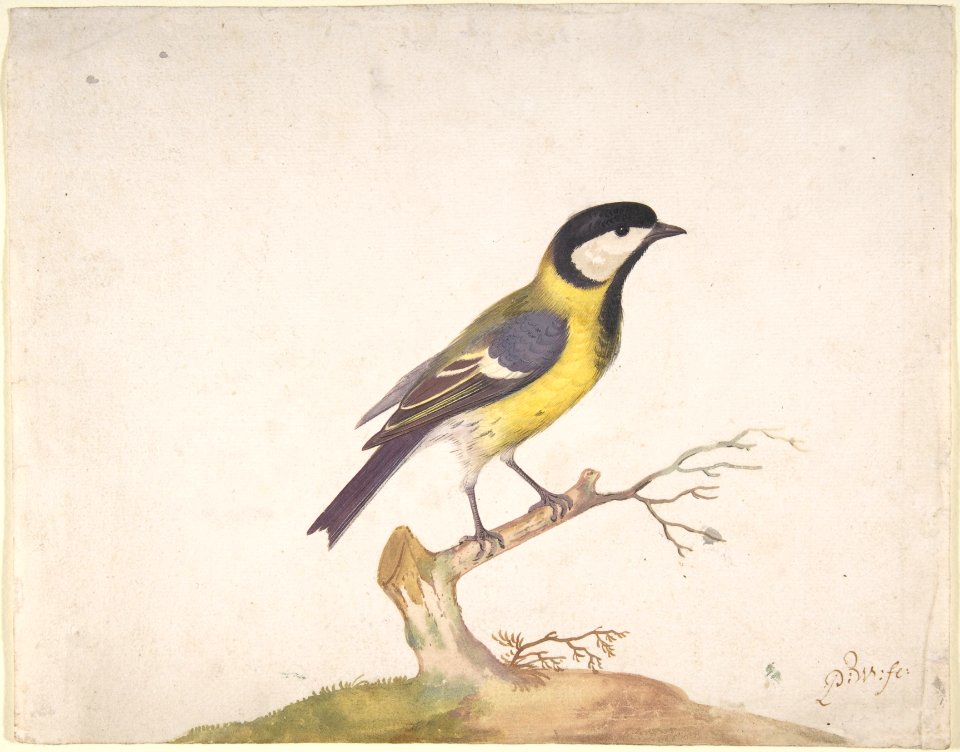 A Great Titmouse (Parus major) Perched on a Branch MET DP800042