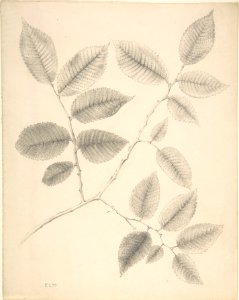 Elm Leaves MET DP806096