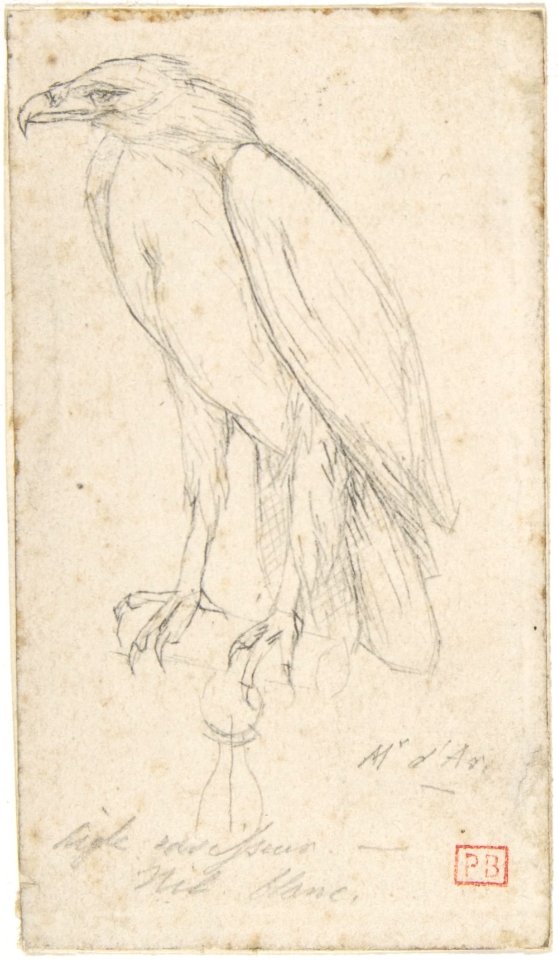 A Golden Eagle MET DP807609