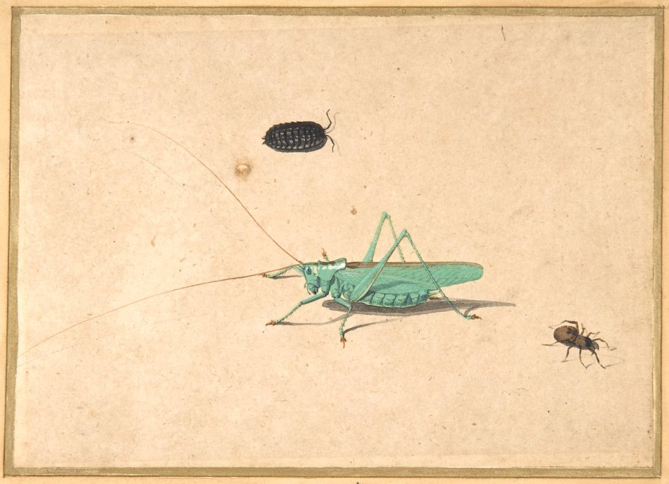 A Great Green Bush Cricket (Tettigorica viridissima Linneaeus), A Clioniona Spider, and a Beetle MET DP800001