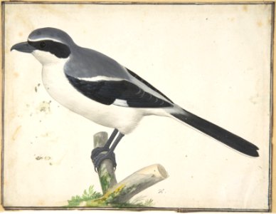 A Great Grey Shrike MET DP800426