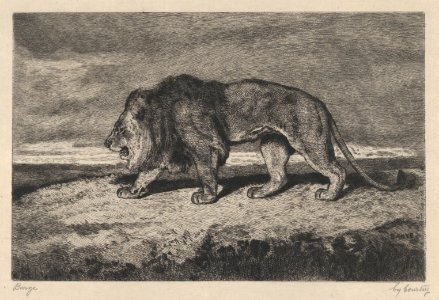 Lion walking MET DP874144