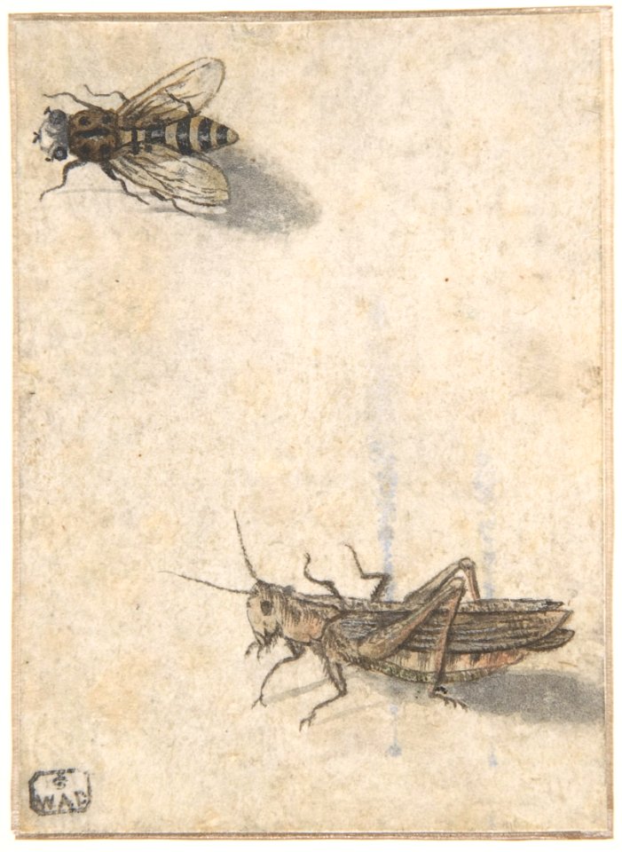 A Grasshopper and a Bee MET DP800021