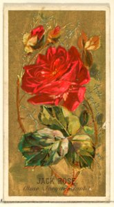 Jack Rose (Rose Jacqueminot), from the Flowers series for Old Judge Cigarettes MET DP822047