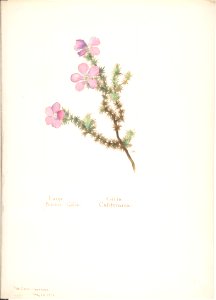 Large Prickly Gilia, Gilia California MET DP808316