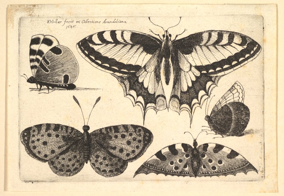 Five Butterflies MET DP823960