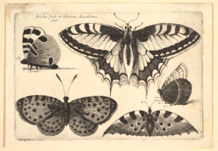 Five Butterflies MET DP823960