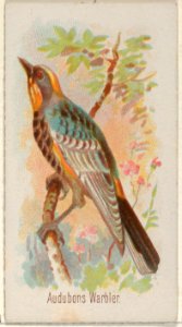 Audobons Warbler, from the Song Birds of the World series (N23) for Allen & Ginter Cigarettes MET DP835259