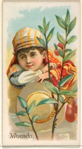 Avocado, from the Fruits series (N12) for Allen & Ginter Cigarettes Brands MET DP834605