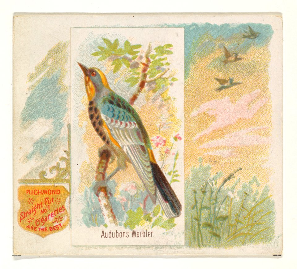 Audobons Warbler, from the Song Birds of the World series (N42) for Allen & Ginter Cigarettes MET DP839244
