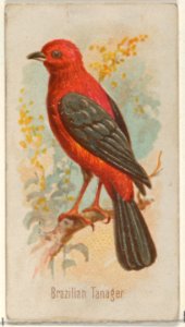Brazilian Tanager, from the Song Birds of the World series (N23) for Allen & Ginter Cigarettes MET DP835265