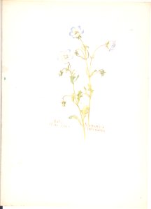 Baby Blue-eyes, Nemophila intermedia MET DP808424