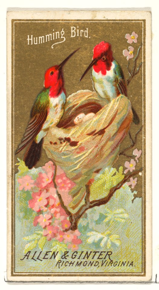 Hummingbird, from the Birds of America series (N4) for Allen & Ginter Cigarettes Brands MET DP828763