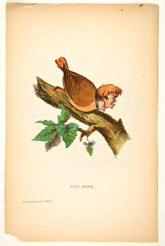 Jail Bird, from The Comic Natural History of the Human Race MET DP813080