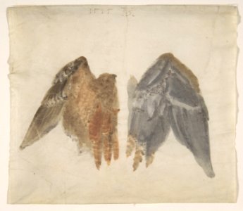 Bittern's Wings- study showing both sides MET DP802951